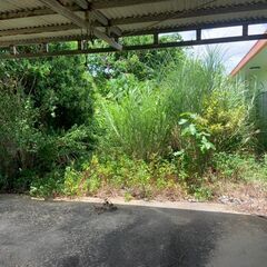 石垣市野底の戸建ての庭の植物を伐採してくれる方募集！！