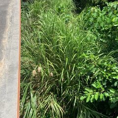 石垣市野底の戸建ての庭の植物を伐採してくれる方募集！！の画像
