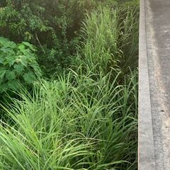 石垣市野底の戸建ての庭の植物を伐採してくれる方募集！！の画像