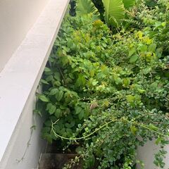 石垣市野底の戸建ての庭の植物を伐採してくれる方募集！！の画像