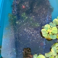 【終了しました】ミックスメダカ、入りませんか？