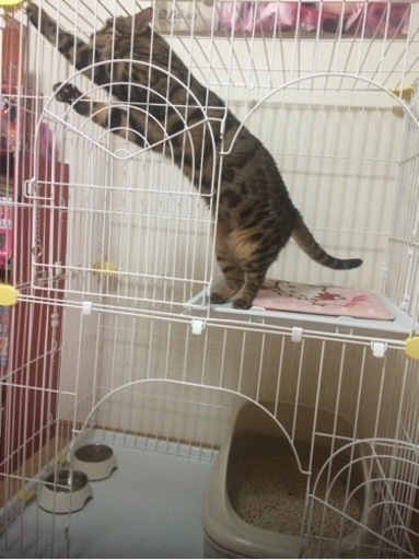 猫　ゲージ
