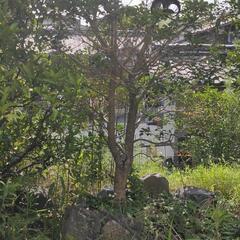 植栽いろいろの画像