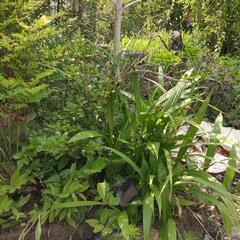 植栽いろいろの画像