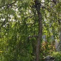 植栽いろいろの画像