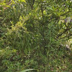 植栽いろいろの画像