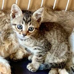 子猫の兄弟の里親さんになってください。