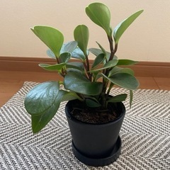 【取引中】ペペロミア　鉢付きの画像