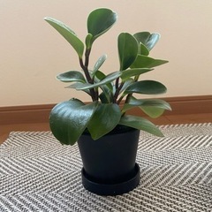 【取引中】ペペロミア　鉢付きの画像