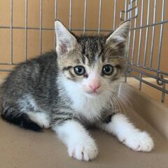No.2  兄弟子猫ちゃんの里親さんを募集中です