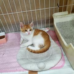 赤堀町へ/ 工場に迷いこんだ、なっちゃん🐱