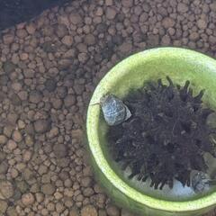 【里親募集】ヒメタニシ10匹まで差し上げます。
