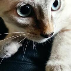 シャム猫の仔猫（生後二ヶ月〜三ヶ月）