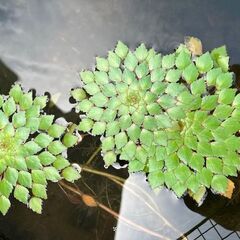 ウォーターダイヤ　2葉付き