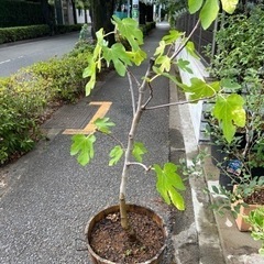 いちじく苗木　果樹