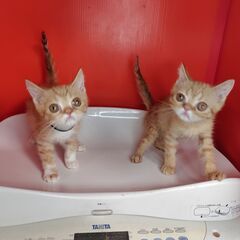 5/5産まれ。エキゾチック♂レッドタビー＆ホワイト♪　（トライアウト猫）の画像