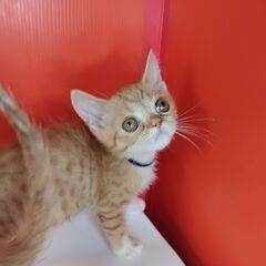 5/5産まれ。エキゾチック♂レッドタビー＆ホワイト♪　（トライアウト猫） - 潮来市