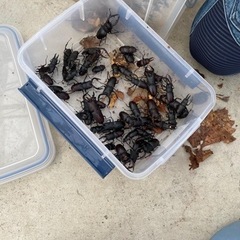 クワガタ、カブトムシ捕まえ