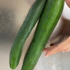 【受付終了】家庭菜園キュウリ