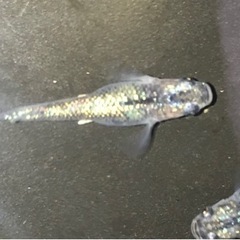 黒幹之・夜桜　メダカ@100〜の画像