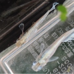 (予約制)エメキンの卵10個➕a