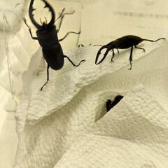 ノコギリクワガタ・３