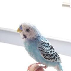 松原市 セキセイインコ迷子