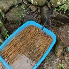 収穫☆サラダごぼう☆規格外☆山からの流水で浸けてます☆旬の野菜☆