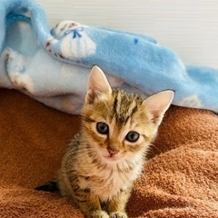 1.5ヶ月くらいの女の子