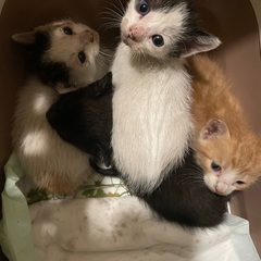 保護したばかりの子猫4匹