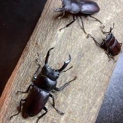 【受け渡し完了】コクワガタ