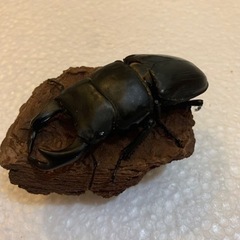 国産オオクワガタ　幼虫　2