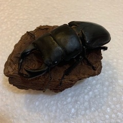 国産オオクワガタ　幼虫　3