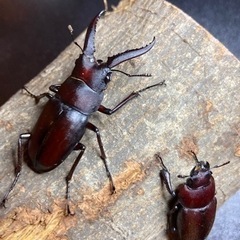 【受け渡し完了】ノコギリクワガタ　1ペア