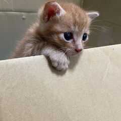 ★問い合わせ停止中　　茶トラの男のこ　生後４週間　