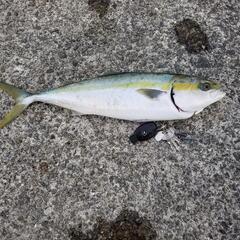 釣り友達募集