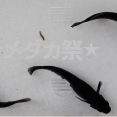 めだか　オロチ　越冬　4匹