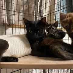 黒猫を保護してます。どなたか、一緒に暮らしてあげて下さい。