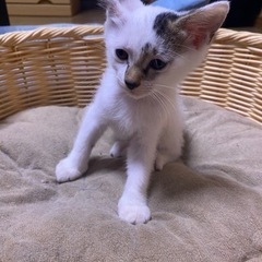 オス猫　5ヶ月