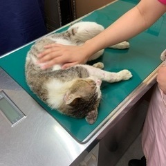 ⚽️ ぼろぼろに捨てられた猫　⚽️