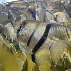 水槽フィッシュの画像