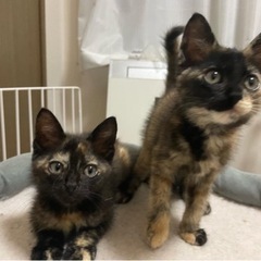 さびねこさん美人姉妹　子猫だらけの里親会参加猫さん