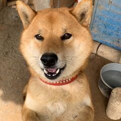 柴犬