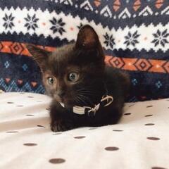 1ヶ月ちょっとの黒猫男の子