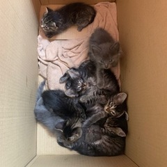 子猫（6匹）