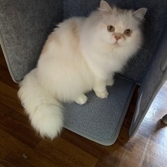 猫を探しています。
