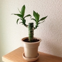 観葉植物　キングバンブー⑤　20cm　ナチュラルカラーの2号の鉢と受け皿付きの画像
