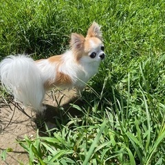 自転車譲ってください！　