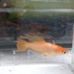 ♥️極上メダカの卵♥️⚠️連日の暑さの為一旦ストップします⚠️