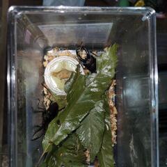 7月24日採取したカブトムシやクワガタですの画像